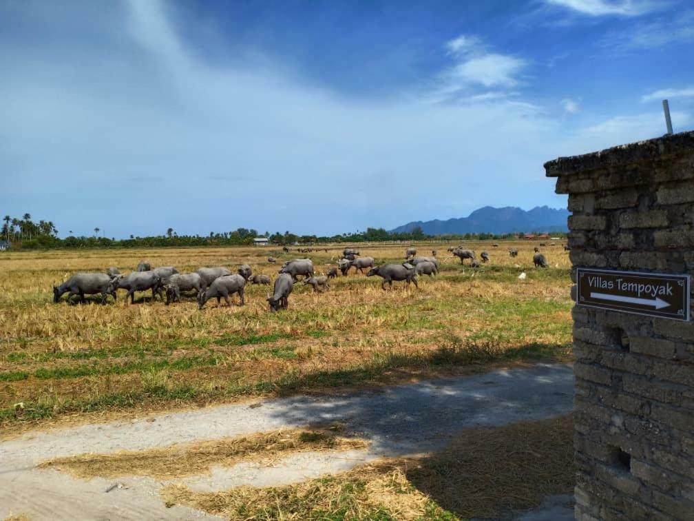 Villa Tempoyak Homestay Pantai Cenang  Esterno foto